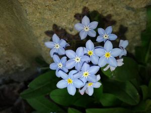 Pomněnka hajní (Myosotus nemorosa)