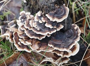 Outkovka pestrá - Trametes versicolor (L.) Lloyd 1921
