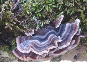 Outkovka pestrá - Trametes versicolor (L.) Lloyd 1921