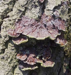 Boltcovitka mozkovitá - Auricularia mesenterica (Dicks.) Pers. 1822