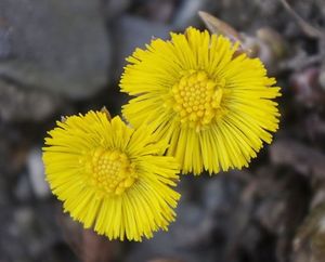 Podběl lékařský (Tussilago farfara)