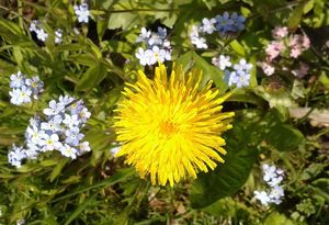 Smetánka lékařská (Taraxacum officinale)