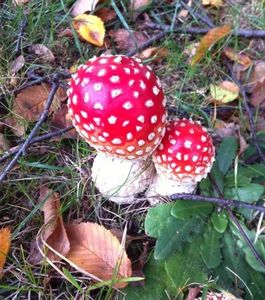 Klikni pro velký obrázek