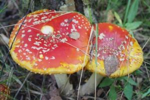 Klikni pro velký obrázek