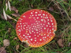 Klikni pro velký obrázek