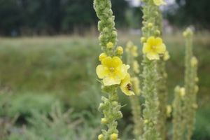 Divizna velkokvětá (Verbascum thapsiforme)