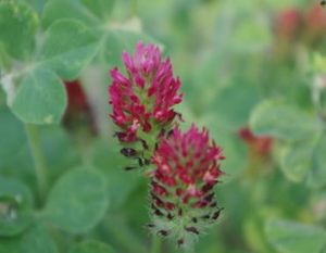 Jetel inkarnát (Trifolium incarnatum)