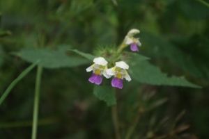 Konopice sličná (Galeopsis speciosa)