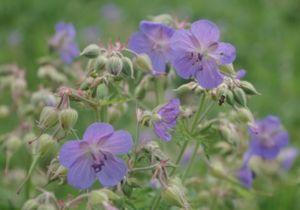 Kakost luční (Geranium pratense)