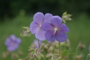 Kakost luční (Geranium pratense)