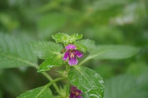 Konopice pýřitá (Galeopsis pubescens Bess.)