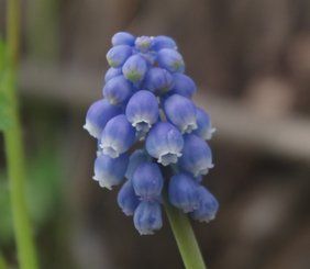 Modřenec arménský (Muscari Armeniacum)