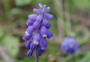 Modřenec arménský (Muscari Armeniacum)