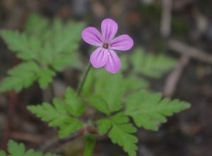 Kakost smrdutý (Geranium robertianum L.)