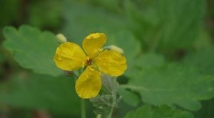 Vlaštovičník větší (Chelidonium majus)