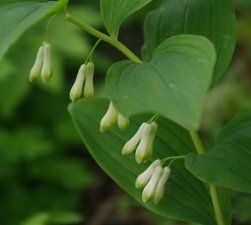 Kokořík mnohokvětý (Polygonatum multiflorum)