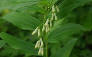 Kokořík mnohokvětý (Polygonatum multiflorum)