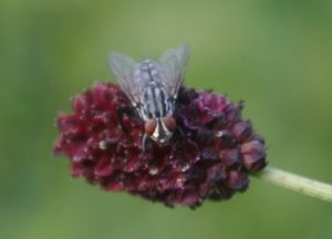 Krvavec toten (Sanguisorba officinalis L.)