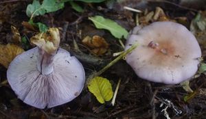 Čirůvka fialová - Lepista nuda (Bull.) Cooke 1871