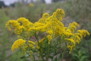 Zlatobýl kanadský (Solidago canadensis)