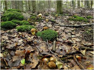 Klikni pro velký obrázek