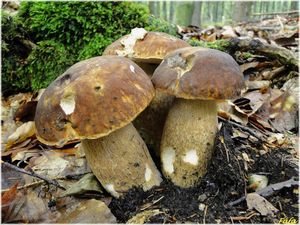 Klikni pro velký obrázek