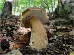 Klikni pro velký obrázek