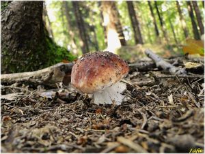 Klikni pro velký obrázek