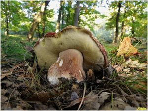 Klikni pro velký obrázek