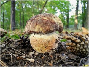 Klikni pro velký obrázek