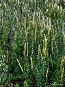 Plavuň pučivá (Lycopodium annotinum)