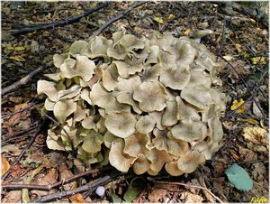 Choroš oříš - Polyporus umbellatus (Pers.) Fr.