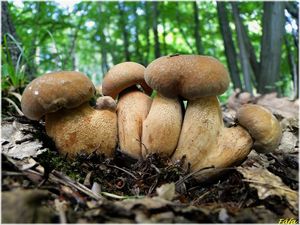 Klikni pro velký obrázek