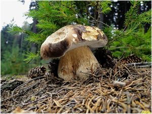 Klikni pro velký obrázek