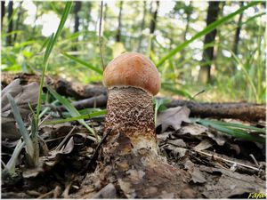 Klikni pro velký obrázek