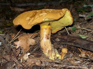 Hřib dřevožijný - Buchwaldoboletus lignicola (Kallenb.) Pilát