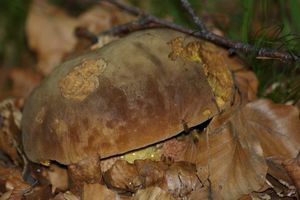 Hřib kovář - Boletus luridiformis Rostk.