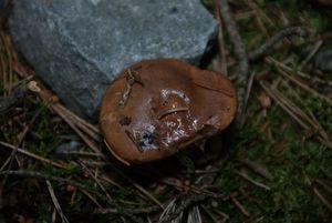 Klouzek obecný - Suillus luteus (L.) Roussel 1796