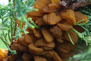 Jalovec přenašeč rzi hrušňové (Juniperus sp.)