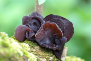 Boltcovitka ucho Jidášovo - Auricularia auricula-judae (Bull.) Quél. 1886