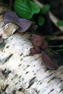 Boltcovitka ucho Jidášovo - Auricularia auricula-judae (Bull.) Quél. 1886