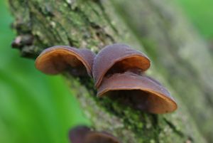 Boltcovitka ucho Jidášovo - Auricularia auricula-judae (Bull.) Quél. 1886