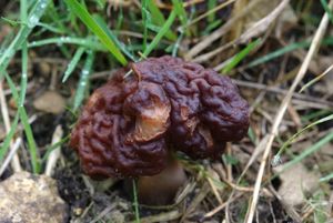 Ucháč obecný - Gyromitra esculenta