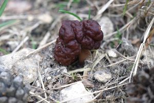 Ucháč obecný - Gyromitra esculenta