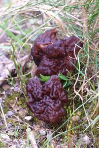 Ucháč obecný - Gyromitra esculenta