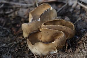 Kališník obecný - Helvella acetabulum (L.) Quél. 1874