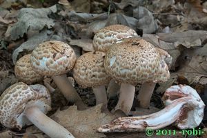 Pečárka Bohusova - Agaricus bohusii Bon 1983