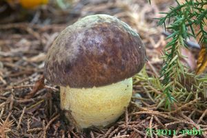 Hřib skvrnitý - Boletus depilatus Redeuilh 1986
