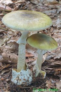 Muchomůrka zelená - Amanita phalloides