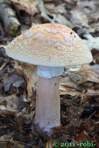 Muchomůrka růžovka - Amanita rubescens Pers. 1797